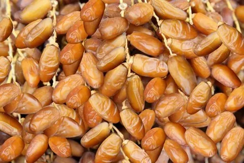 قیمت خرید خرما خاصویی بندرعباس عمده به صرفه و ارزان